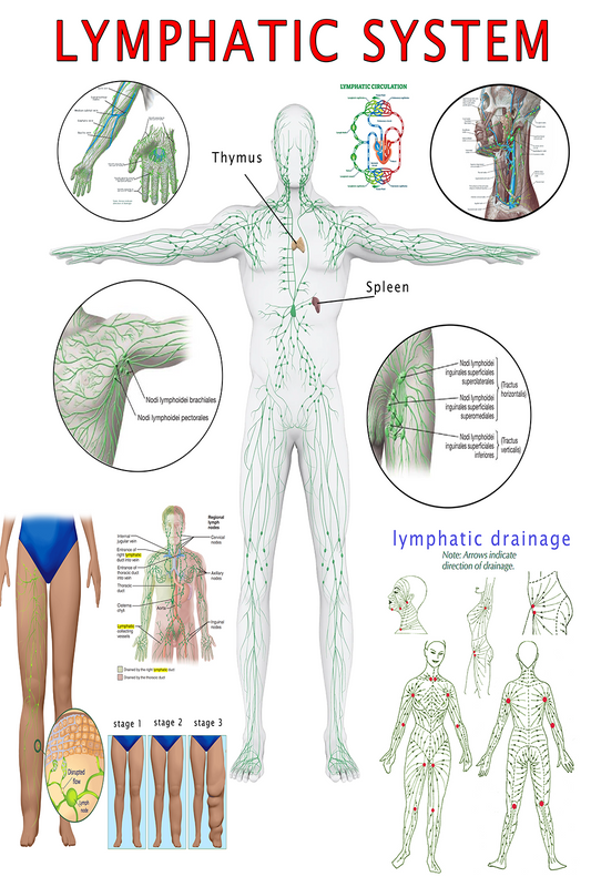 The Lymphatic System Poster: A Comprehensive Visual Guide
