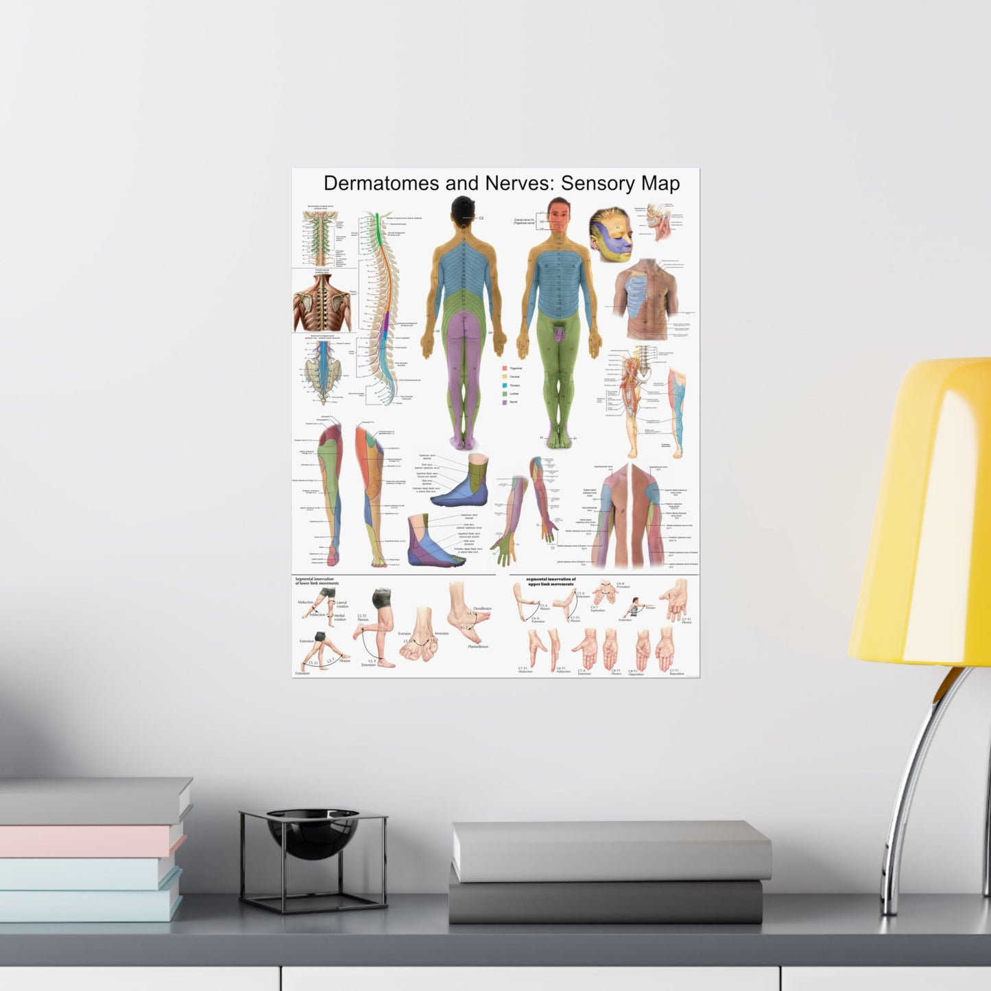 Sensory Dermatome & Nerve Map – Human Anatomy Poster