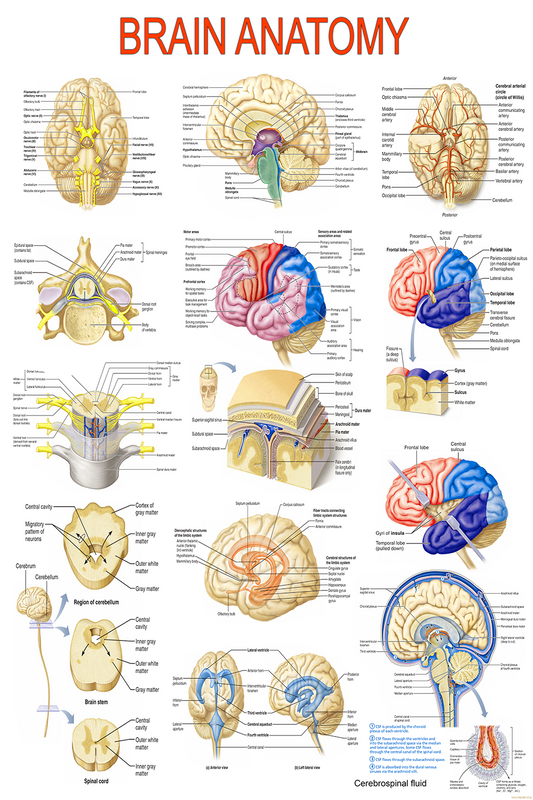 BrainAnatomy: Detailed Neuroanatomy & Functions – High-Resolution | Medical Chart