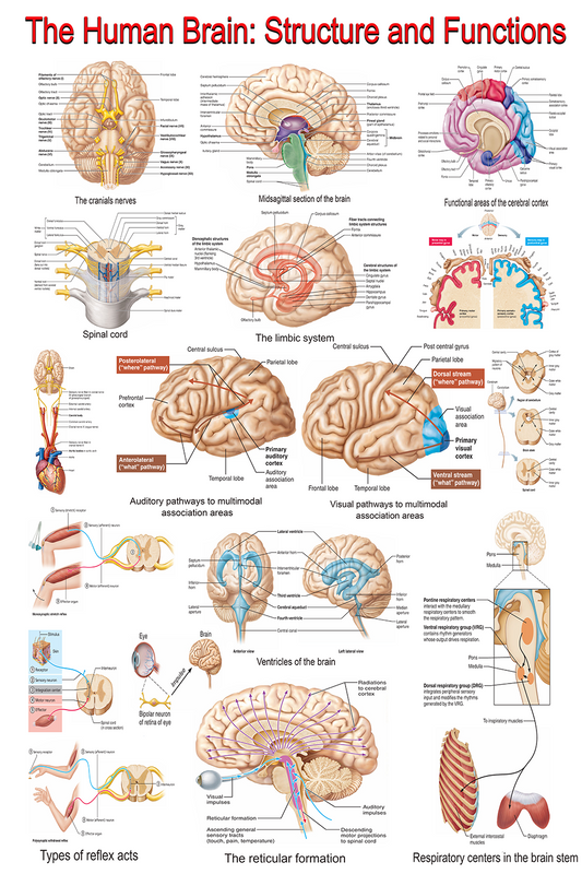 The Human Brain: A Comprehensive Visual Guide – High-Resolution Educational Poster