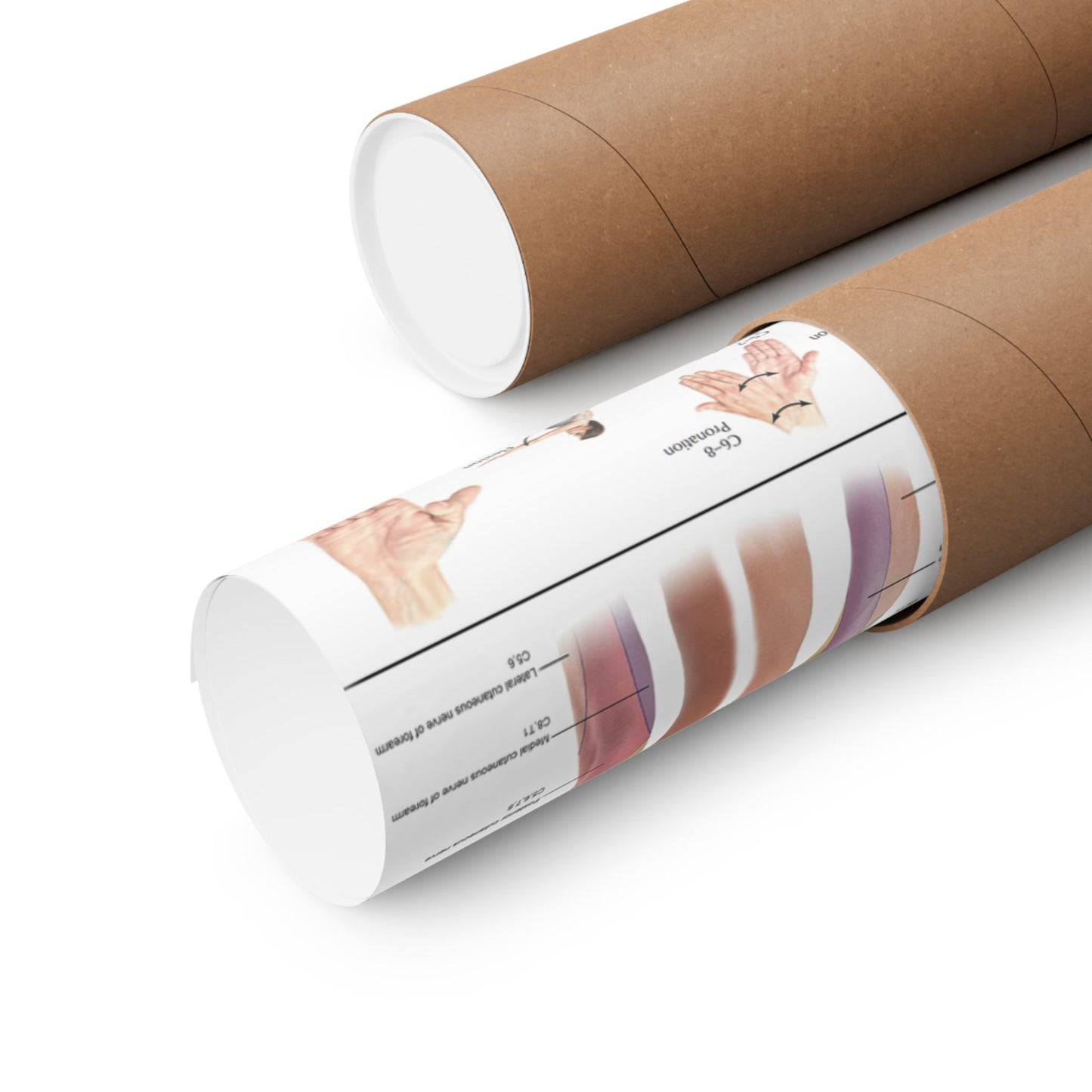 Sensory Dermatome & Nerve Map – Human Anatomy Poster