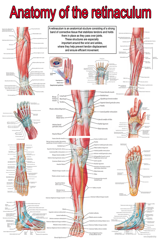 Retinacula Across the Body: An Anatomical Overview Poster