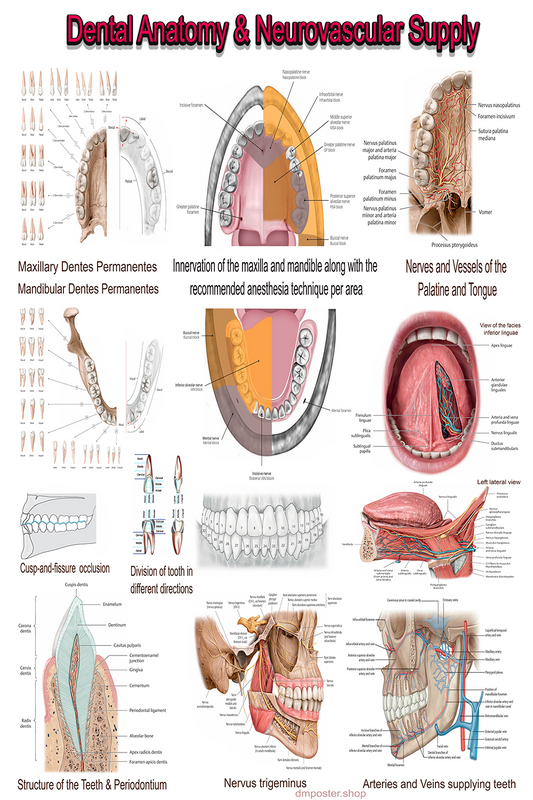 Dental Anatomy & Neurovascular Supply | High-Resolution