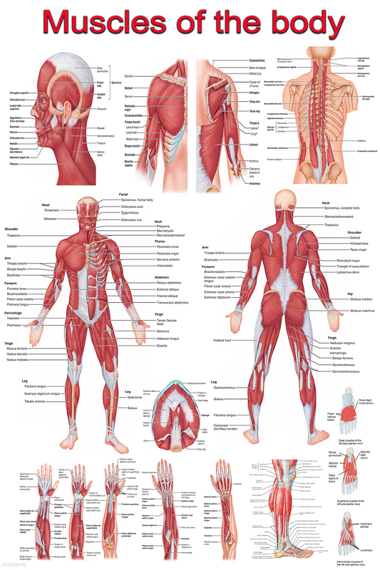 Human Muscular System | High-Resolution Educational Poster