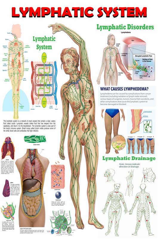Lymphatic System Anatomy Poster - High-Resolution Educational Chart