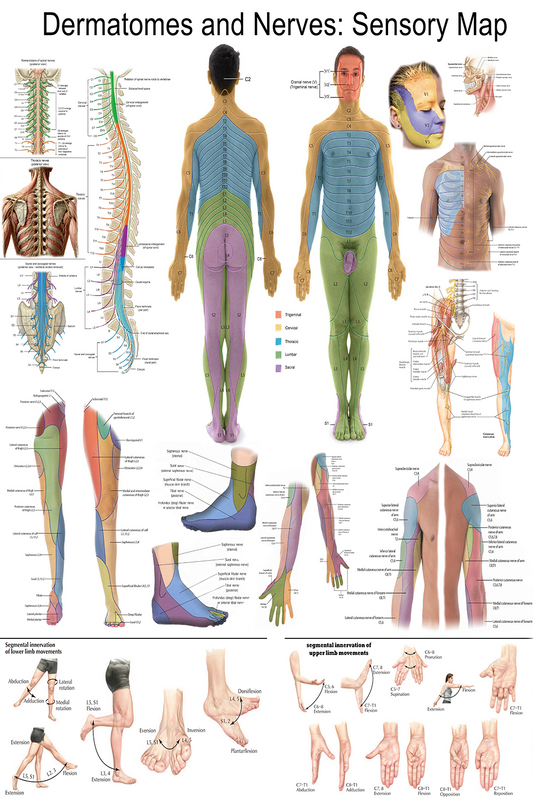 Dermatomes and Nerves: Sensory Map - High-Resolution Educational Poster