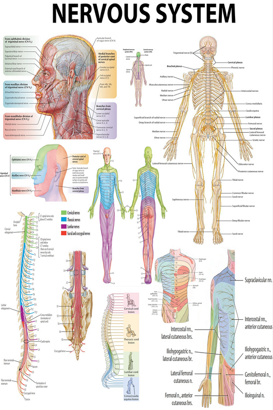 Anatomical Poster: The Human Nervous System – Comprehensive Overview of Neural Pathways - High-Resolution Poster
