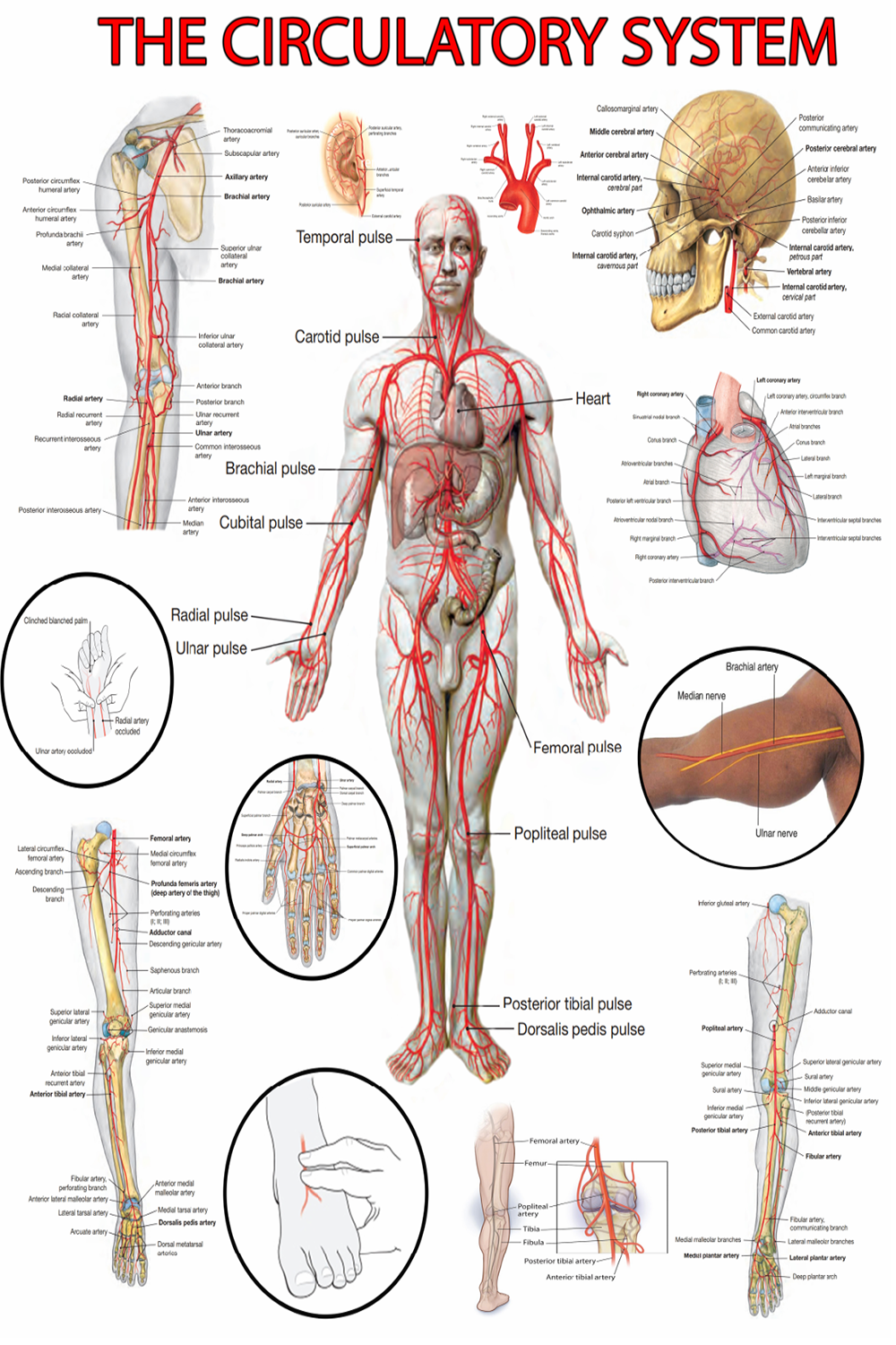 High-Resolution Circulatory System Poster - Visual Guide
