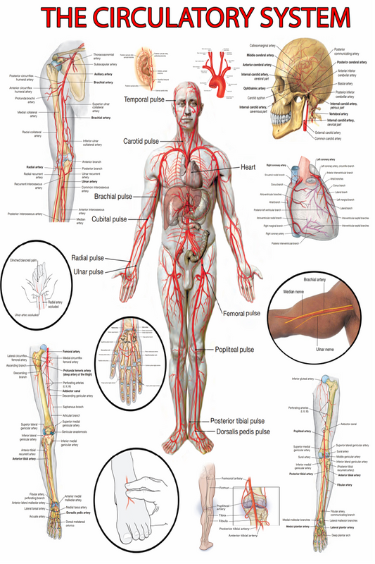High-Resolution Circulatory System Poster - Visual Guide