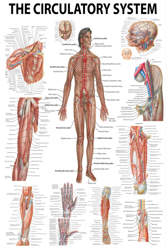 Anatomical Poster: The Human Circulatory System – Mapping the Lifeline Within - High-Resolution Poster