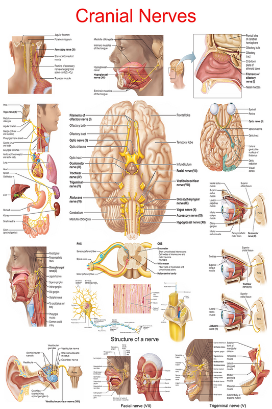 Cranial Nerves: The Ultimate Visual Guide – High-Resolution Poster