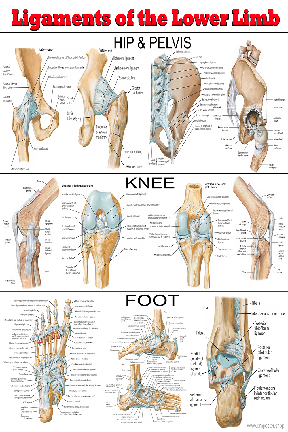 Ligaments of the Lower Limb: An Anatomical Overview Poster