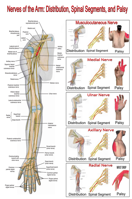 Nerves of the Arm: Distribution, Spinal Segment, and Palsy - High-Resolution Educational Chart