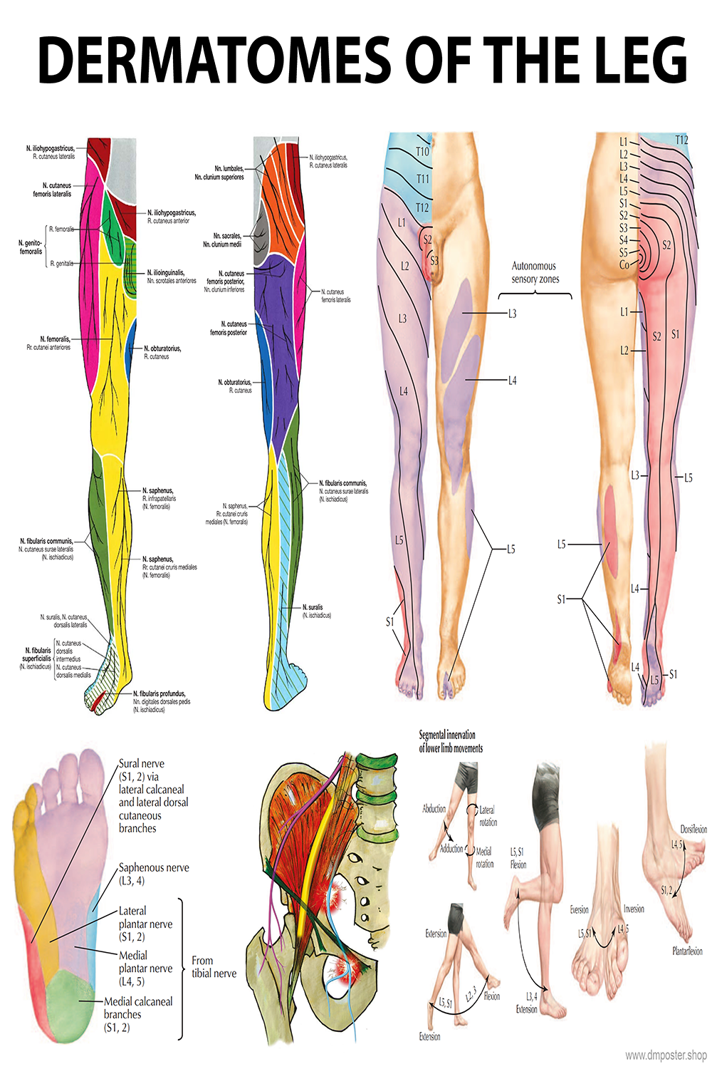 Leg Dermatomes: Mapping the Neurological Pathways - High-Resolution Education Poster