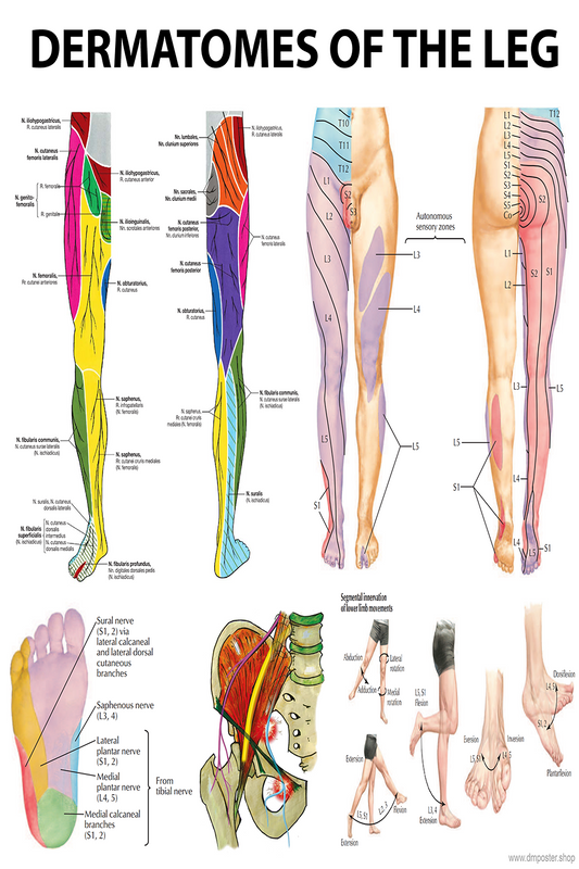 Leg Dermatomes: Mapping the Neurological Pathways - High-Resolution Education Poster