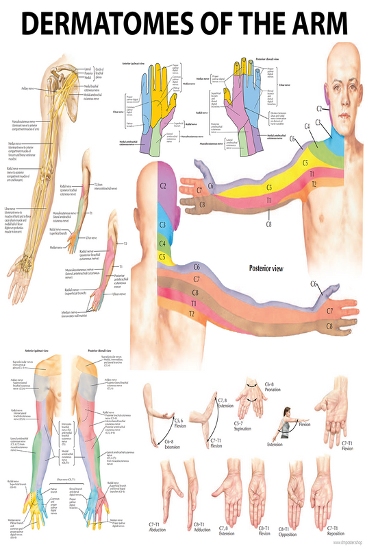 Arm Dermatomes: Mapping the Neurological Pathways - High-Resolution Poster