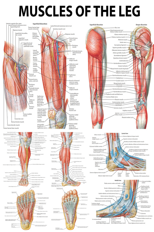 Anatomical Poster: Muscles of the Leg – Detailed Overview of Lower Limb Anatomy - High-Resolution Poster