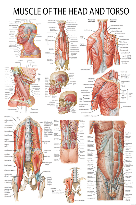 Muscular Anatomy Chart: Head, Neck, and Torso Muscles – High-Resolution Poster