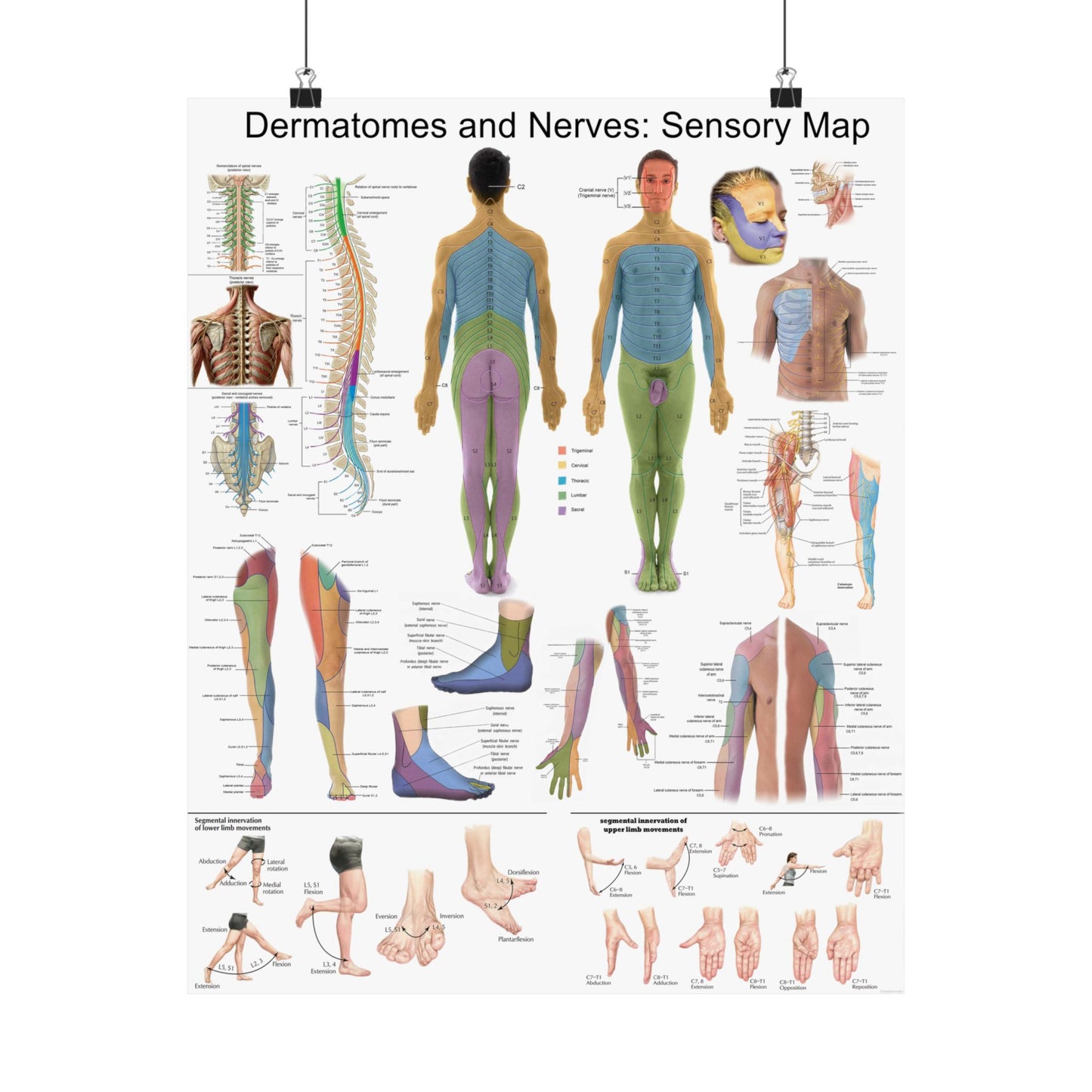 Sensory Dermatome & Nerve Map – Human Anatomy Poster
