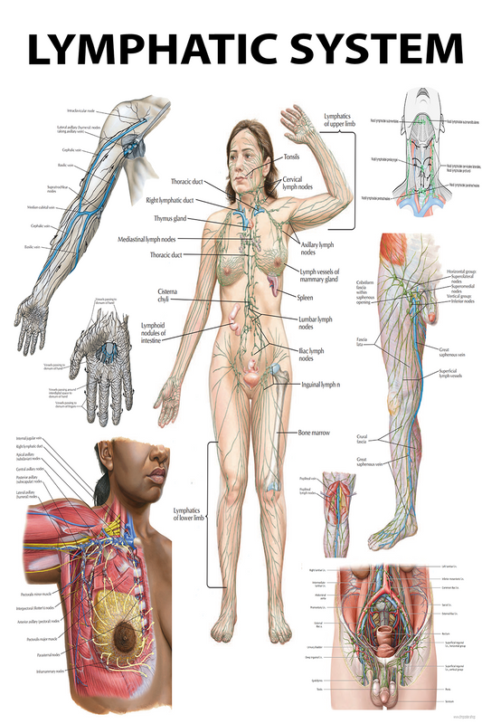 The Lymphatic System: A Comprehensive Visual Guide