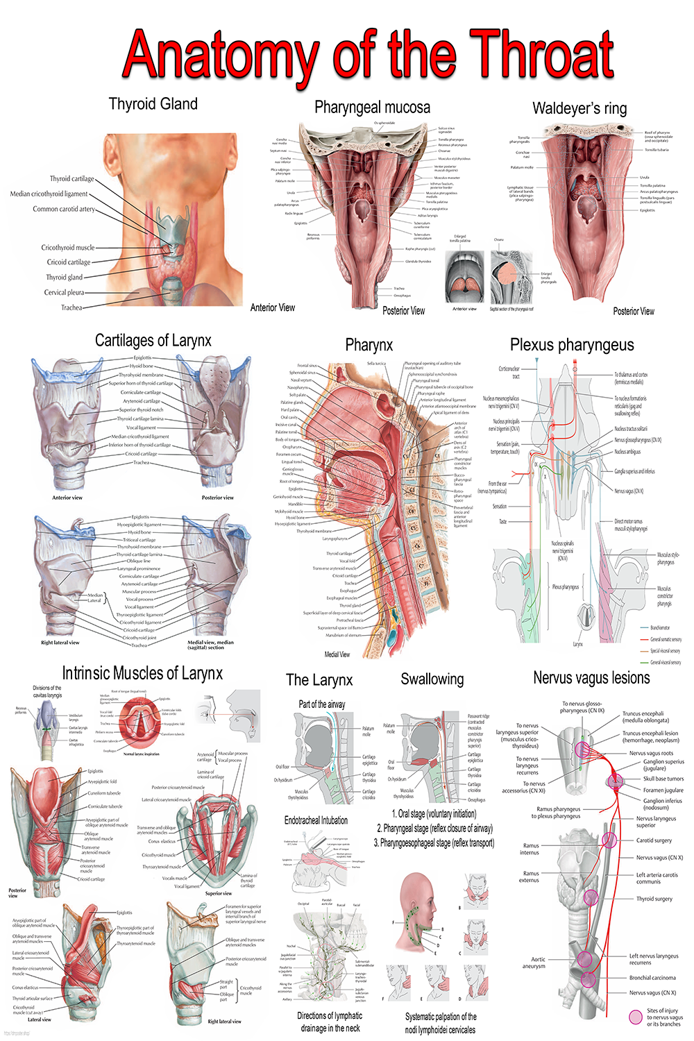 : 🩺 Anatomy of the Throat – Premium Medical Wall Poster | Larynx, Pharynx & Vocal Cords | ENT & Speech Therapy Char