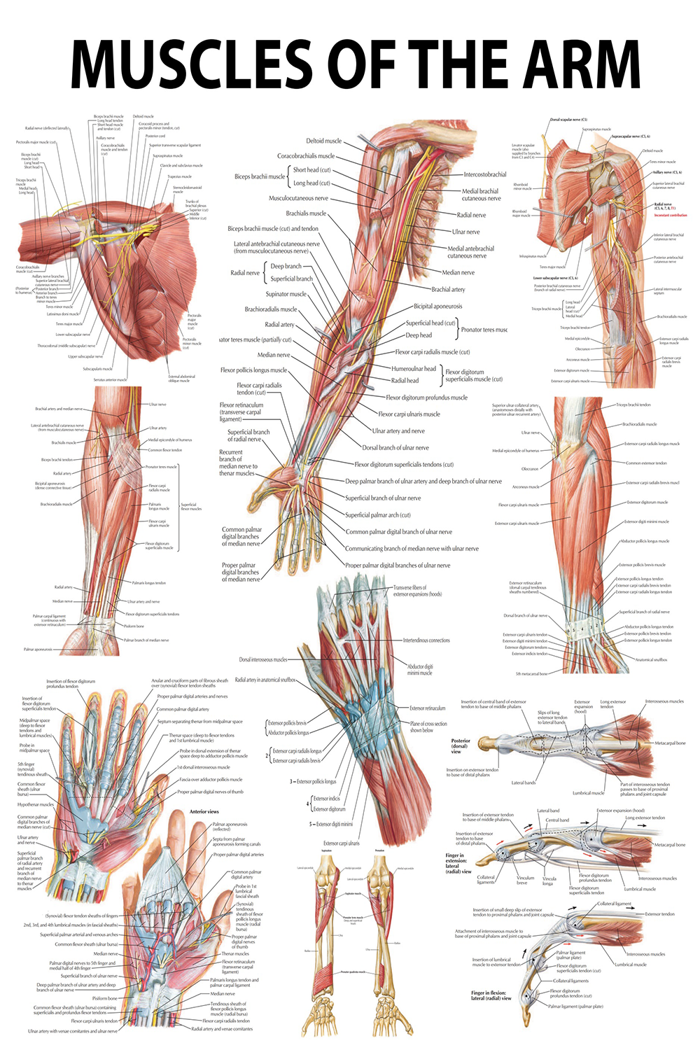 Anatomical Poster: Muscles of the Arm