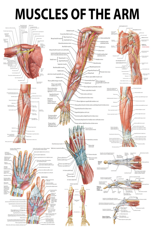Anatomical Poster: Muscles of the Arm