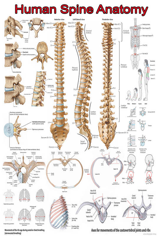 Human Spine Anatomy: A Detailed Visual Guide | High-Resolution Educational Poster