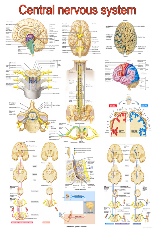 Central Nervous System Anatomy | High-Resolution Educational Poster