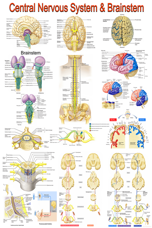 Central Nervous System & Brainstem | High-Resolution Neuroscience Poster