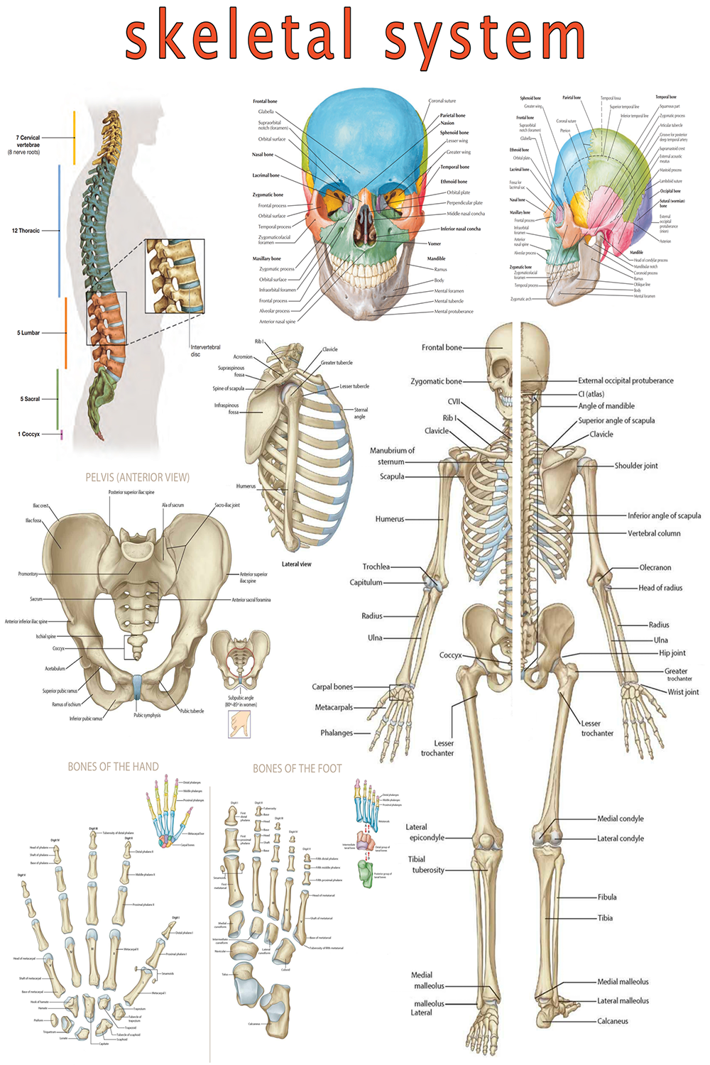 High-Resolution Skeletal System Poster - Visual Guide