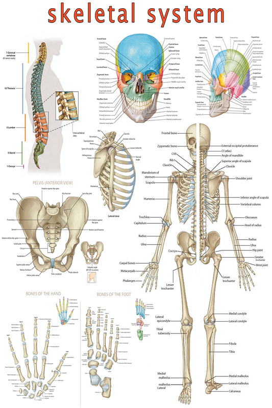 High-Resolution Skeletal System Poster - Visual Guide