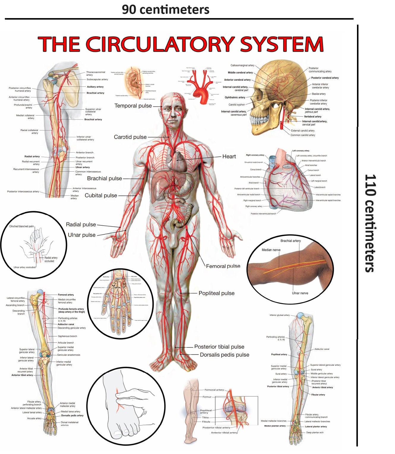High-Resolution Circulatory System Poster - Visual Guide
