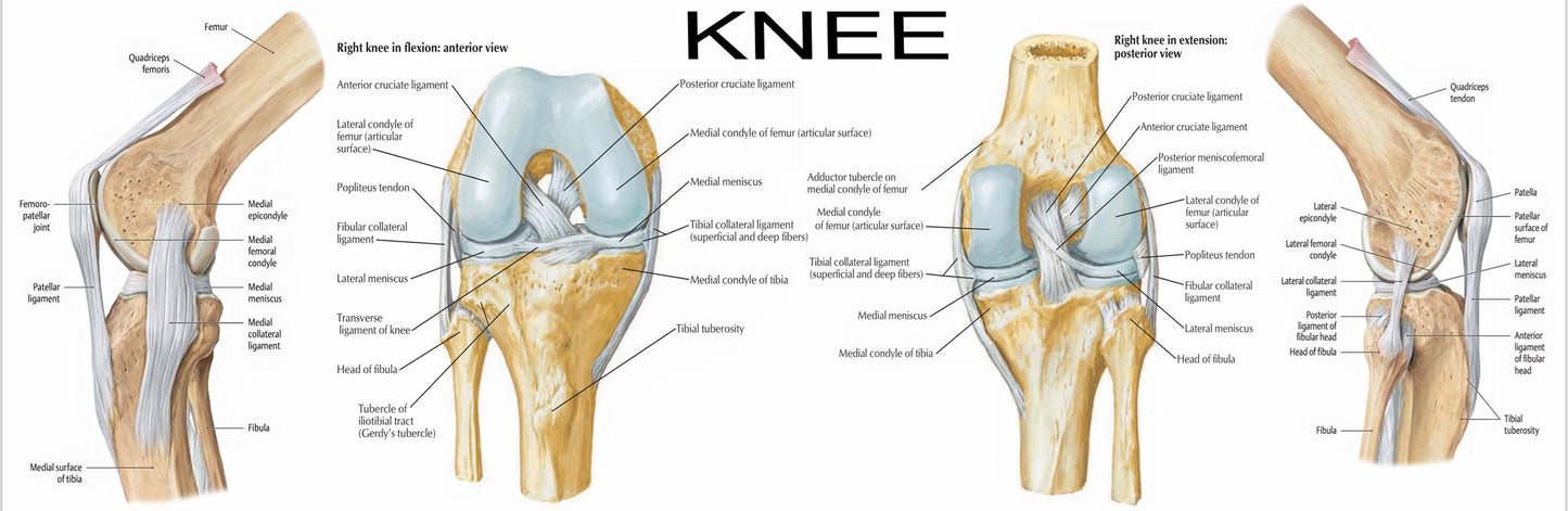 Ligaments of the Lower Limb: An Anatomical Overview Poster