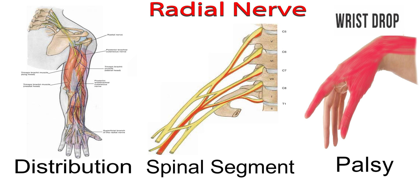 Nerves of the Arm: Distribution, Spinal Segment, and Palsy - High-Resolution Educational Chart