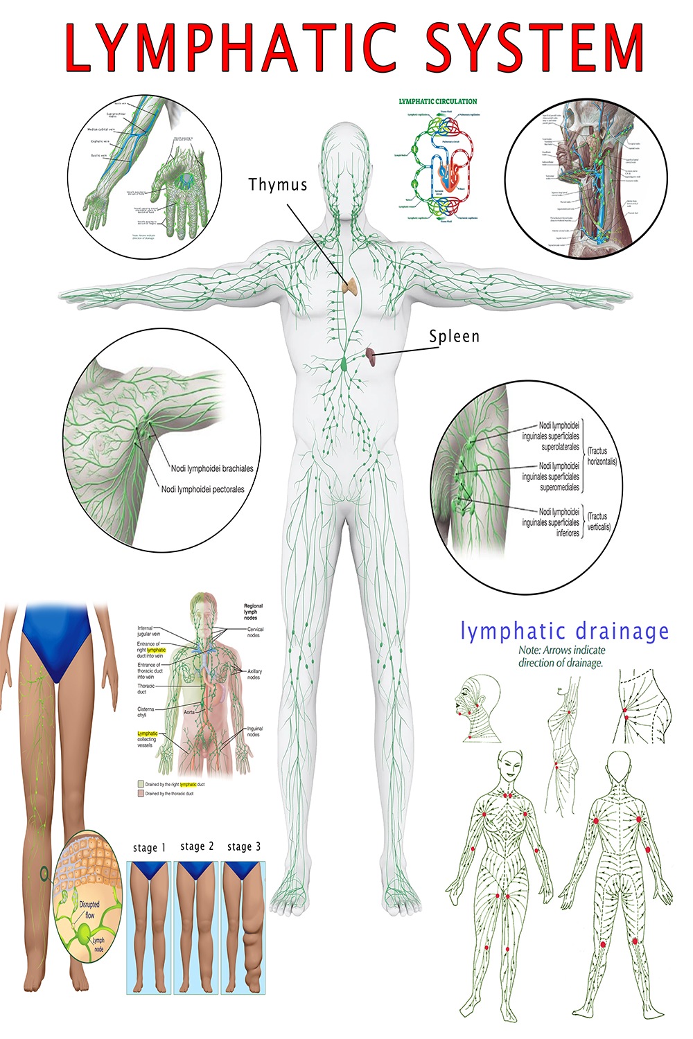 The Lymphatic System Poster: A Comprehensive Visual Guide PDF HQ FILE