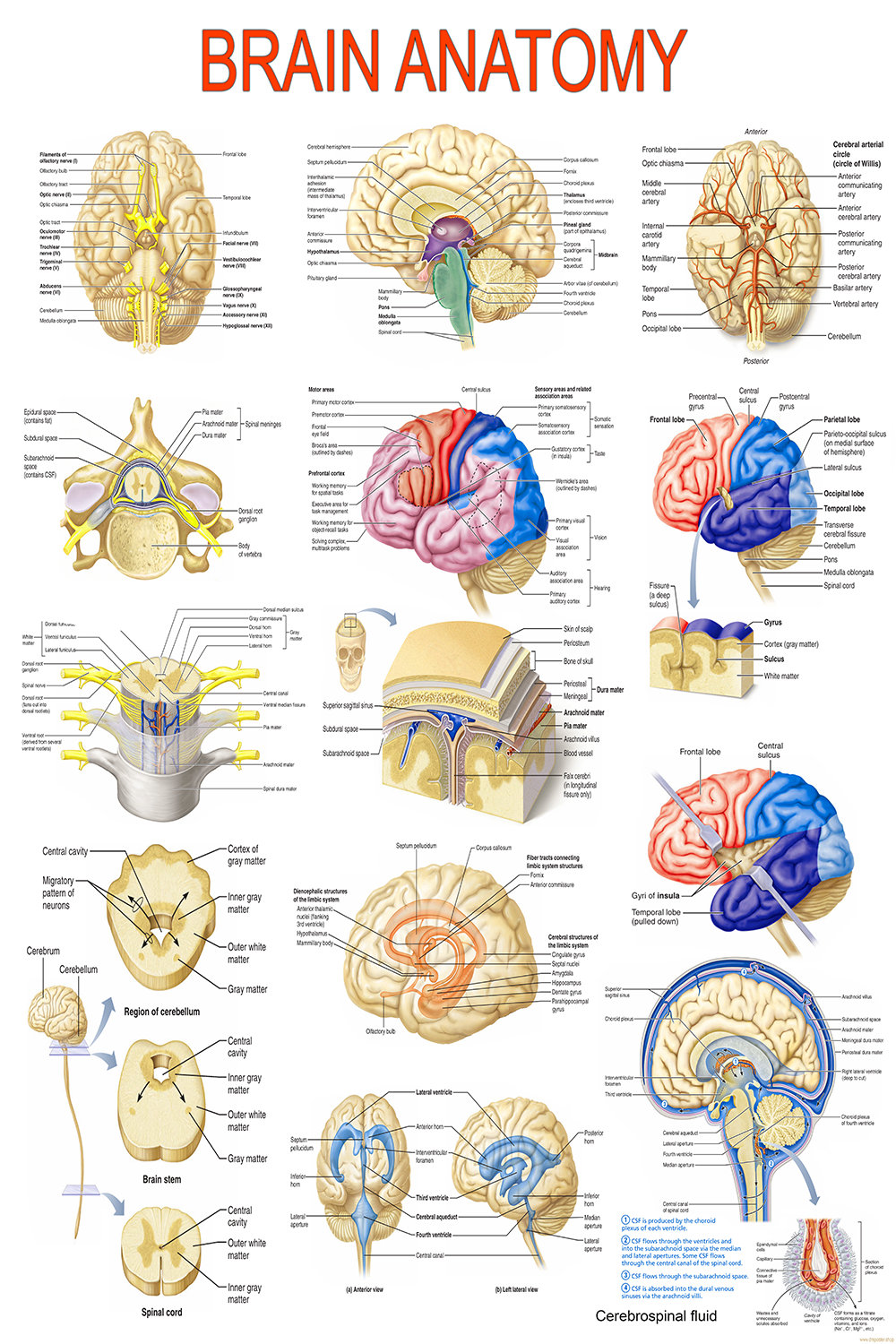 BrainAnatomy: Detailed Neuroanatomy & Functions – High-Resolution PDF | Printable Medical Chart