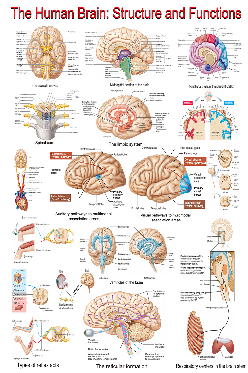 The Human Brain: A Comprehensive Visual Guide – High-Resolution PDF | Ready-to-Print Educational Poster