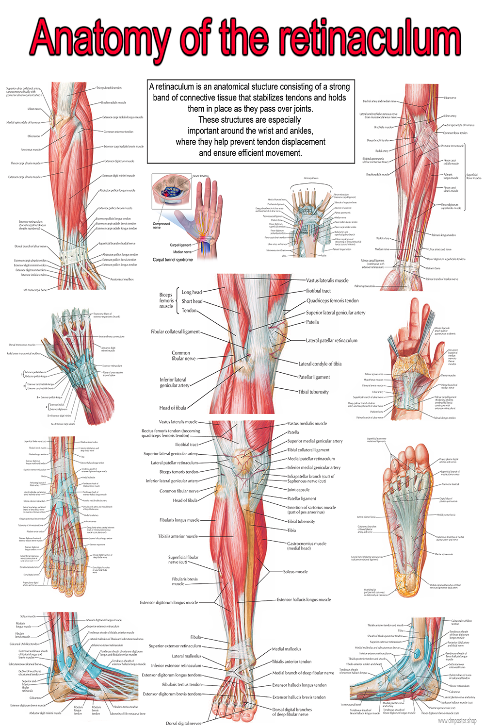 Retinacula Across the Body: An Anatomical Overview Poster | Ready To Print PDF FILE