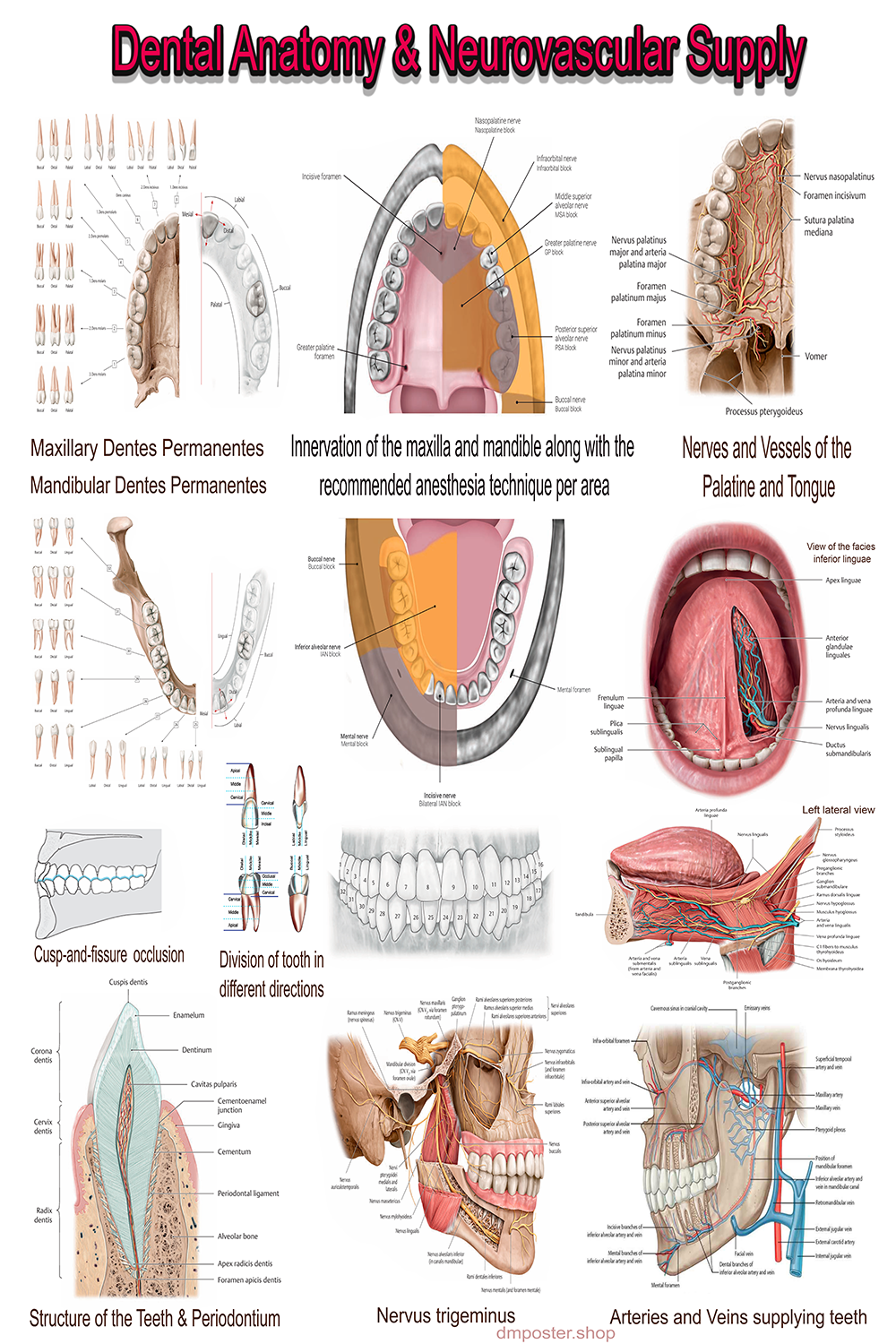 Dental Anatomy & Neurovascular Supply | High-Resolution PDF | Ready-to-Print Educational Poster