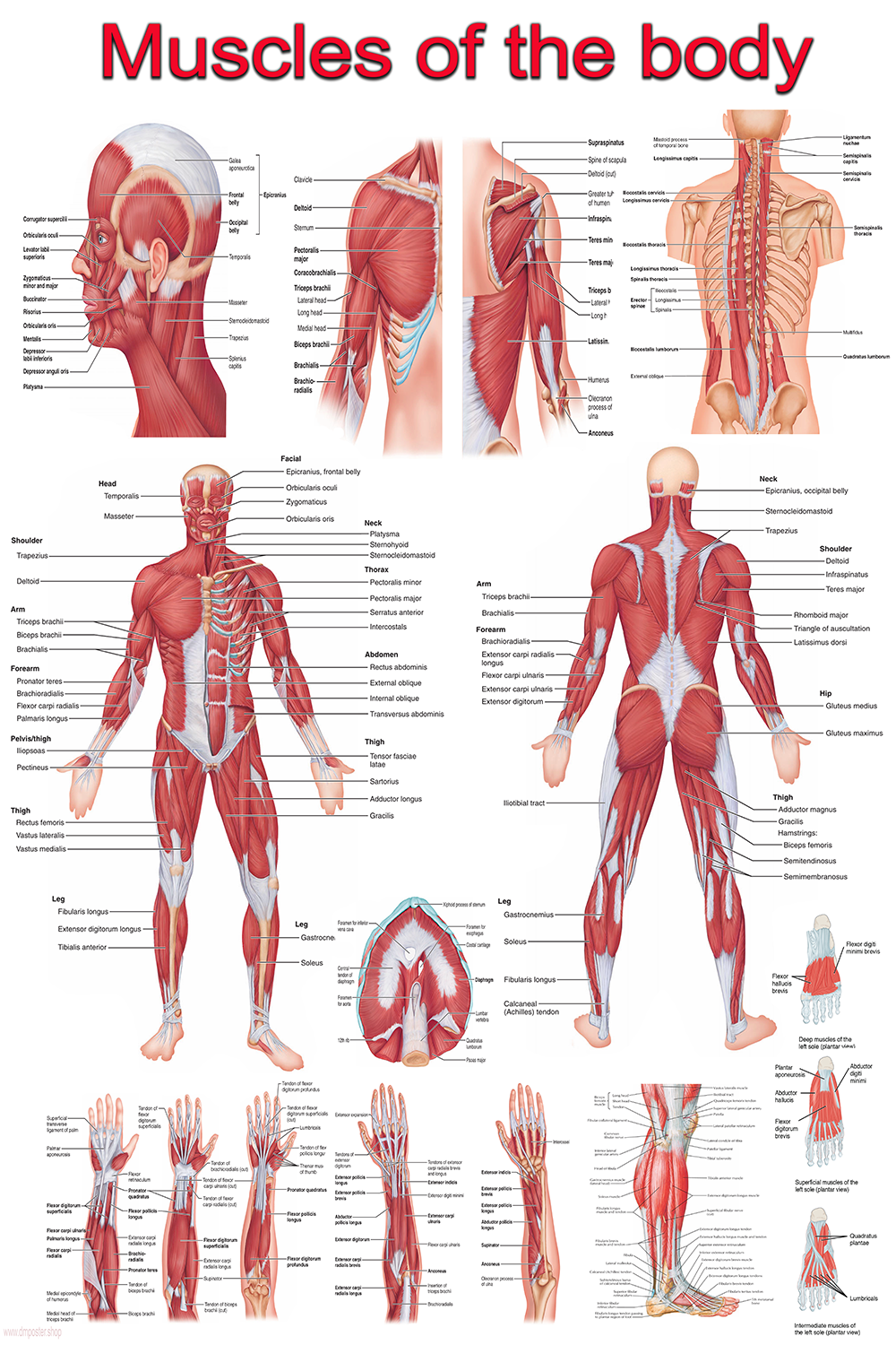 Human Muscular System | High-Resolution Educational Poster | Printable Anatomy PDF