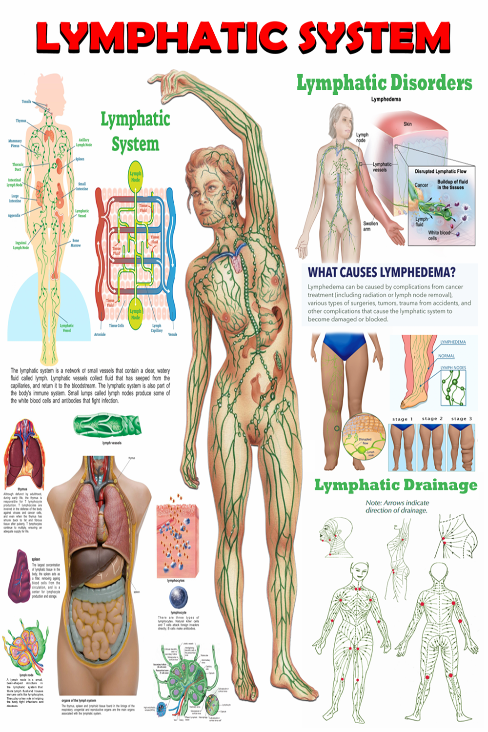 Lymphatic System Anatomy Poster - High-Resolution PDF | Ready-to-Print Educational Chart