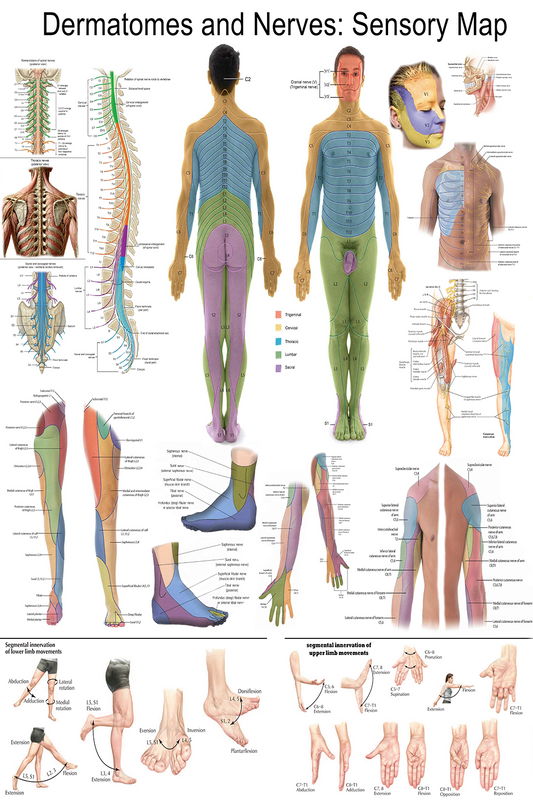 Dermatomes and Nerves: Sensory Map - High-Resolution PDF | Ready-to-Print Educational Poster