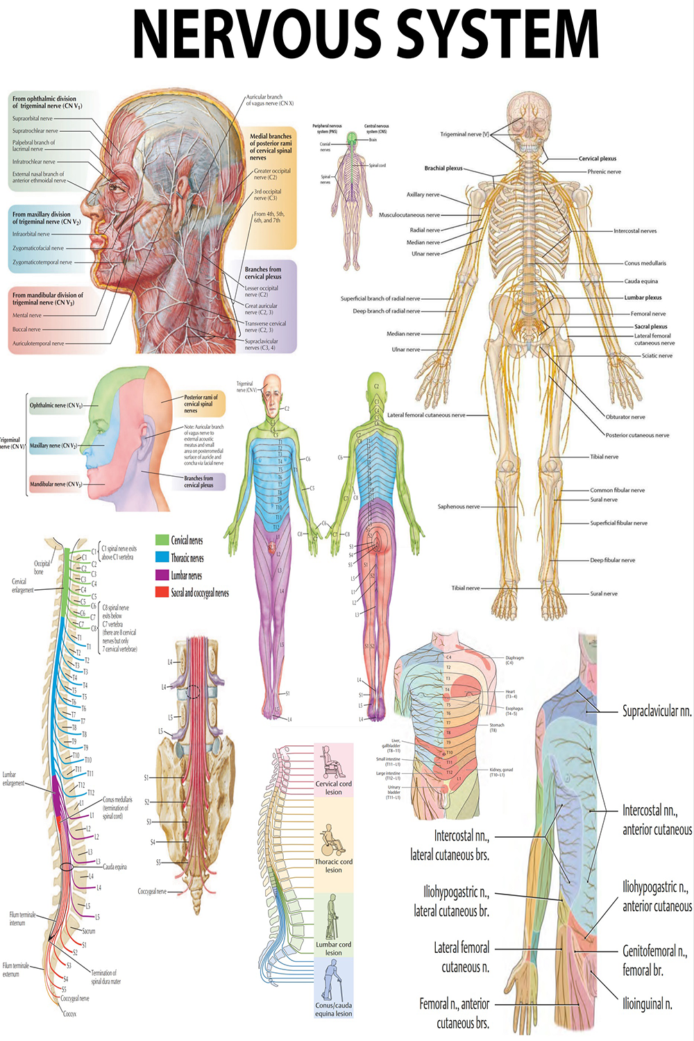 Anatomical Poster: The Human Nervous System – Comprehensive Overview of Neural Pathways - High-Resolution PDF | Ready-to-Print Poster