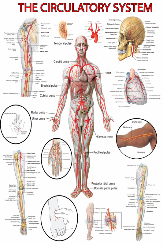 High-Resolution Circulatory System Poster - Visual Guide (Digital PDF)