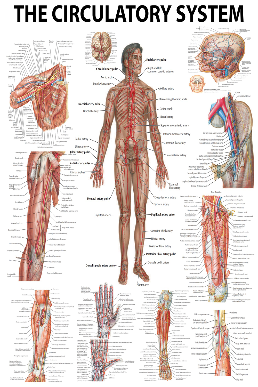 Anatomical Poster: The Human Circulatory System – Mapping the Lifeline Within - High-Resolution PDF | Ready-to-Print Poster