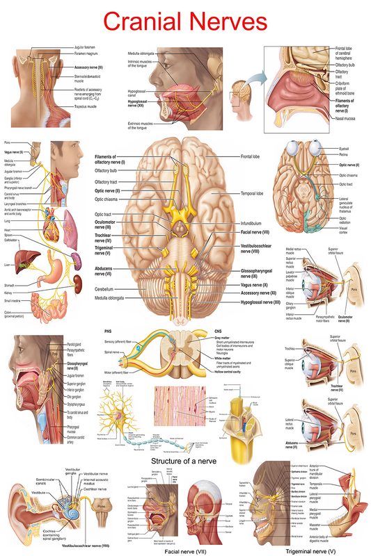 Cranial Nerves: The Ultimate Visual Guide – High-Resolution PDF | Ready-to-Print Educational Poster