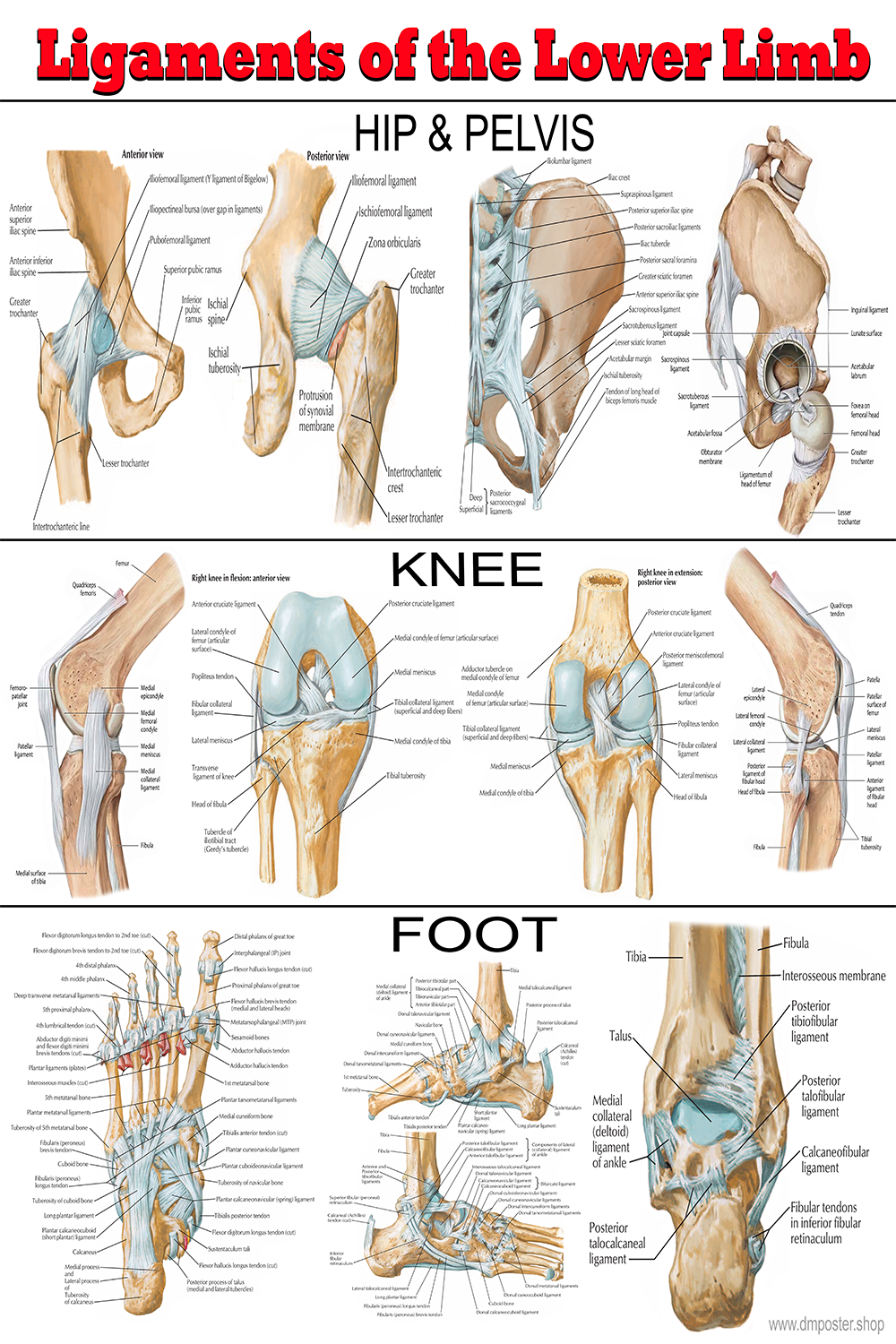 Ligaments of the Lower Limb: An Anatomical Overview Poster | Ready To Print PDF FILE