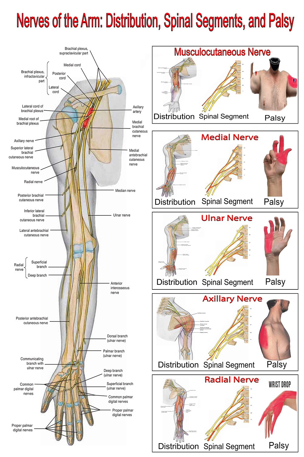 Nerves of the Arm: Distribution, Spinal Segment, and Palsy - High-Resolution PDF | Ready-to-Print Educational Chart