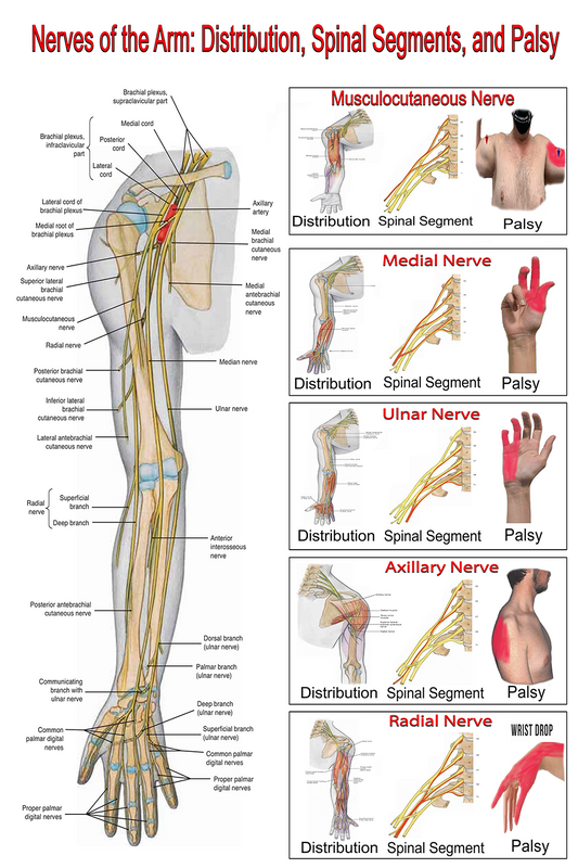 Nerves of the Arm: Distribution, Spinal Segment, and Palsy - High-Resolution PDF | Ready-to-Print Educational Chart